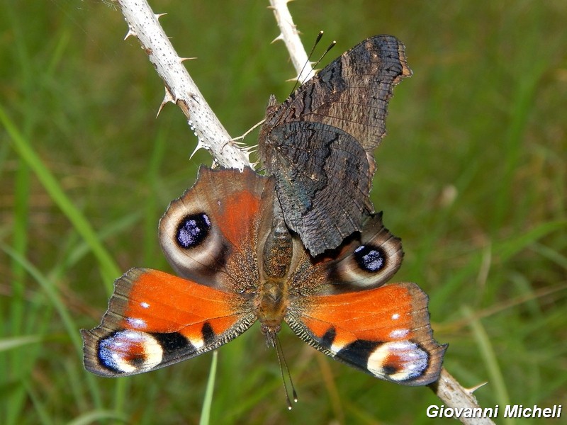 Aglais io : accoppiamento